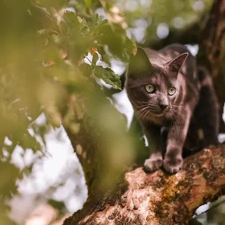 Alojamento de Acomodação e Pequeno-almoço Les Du 3*